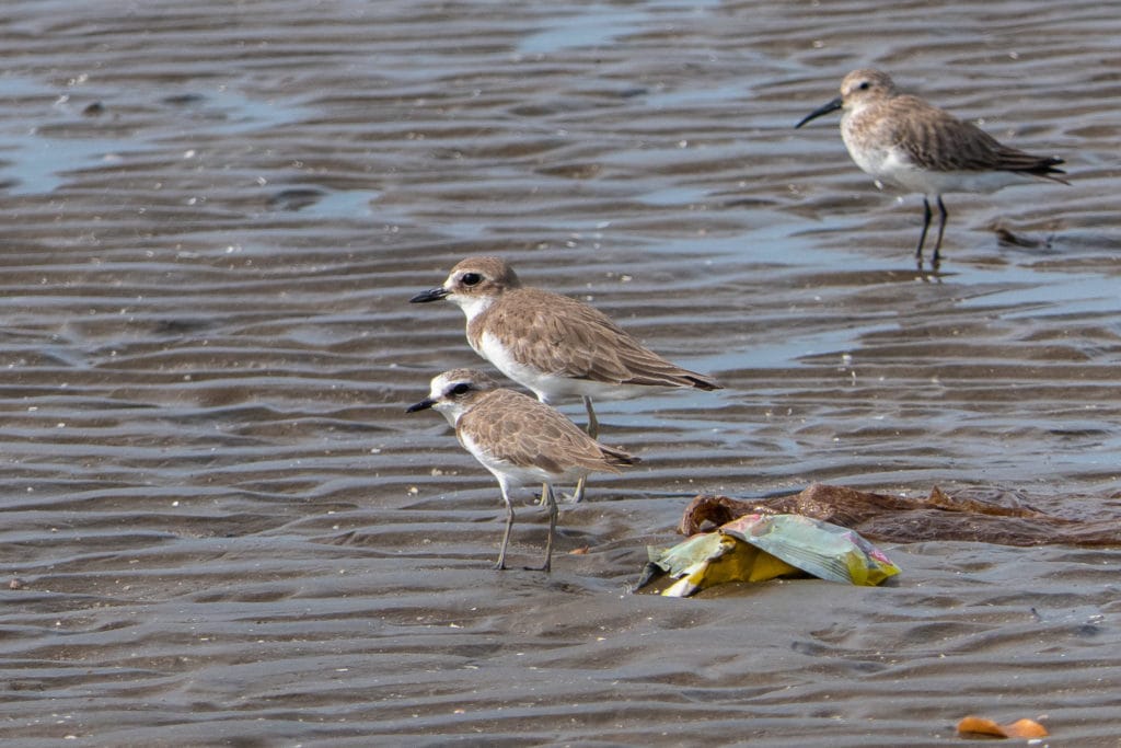 Lesser Sand Plover, Greater Sand Plover and Dunlin