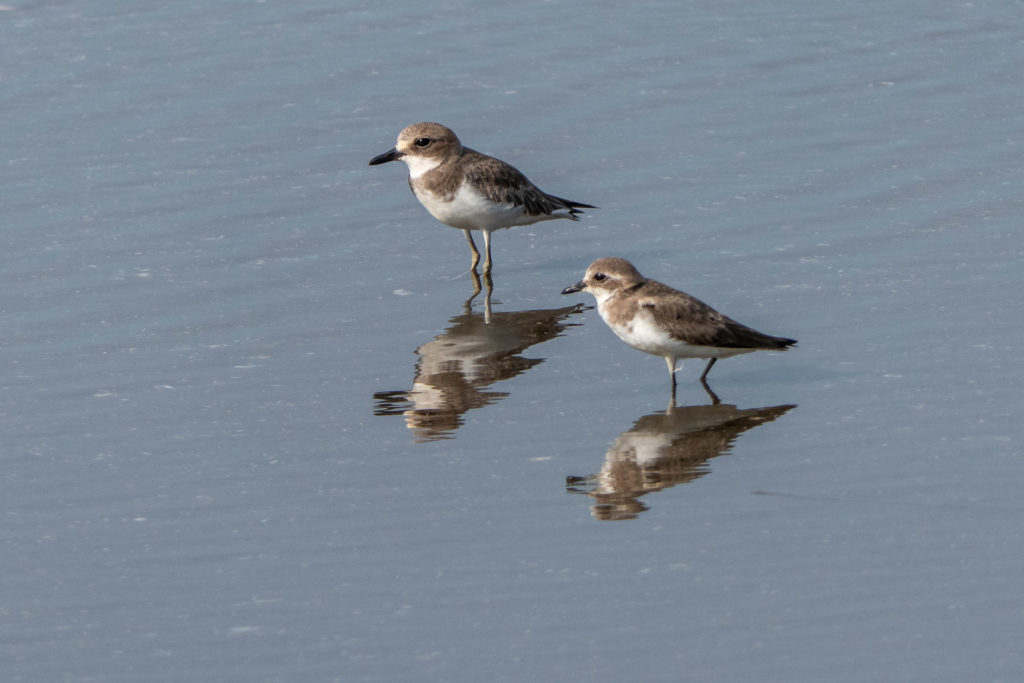 Lesser Sand Plover and Greater Sand Plover
