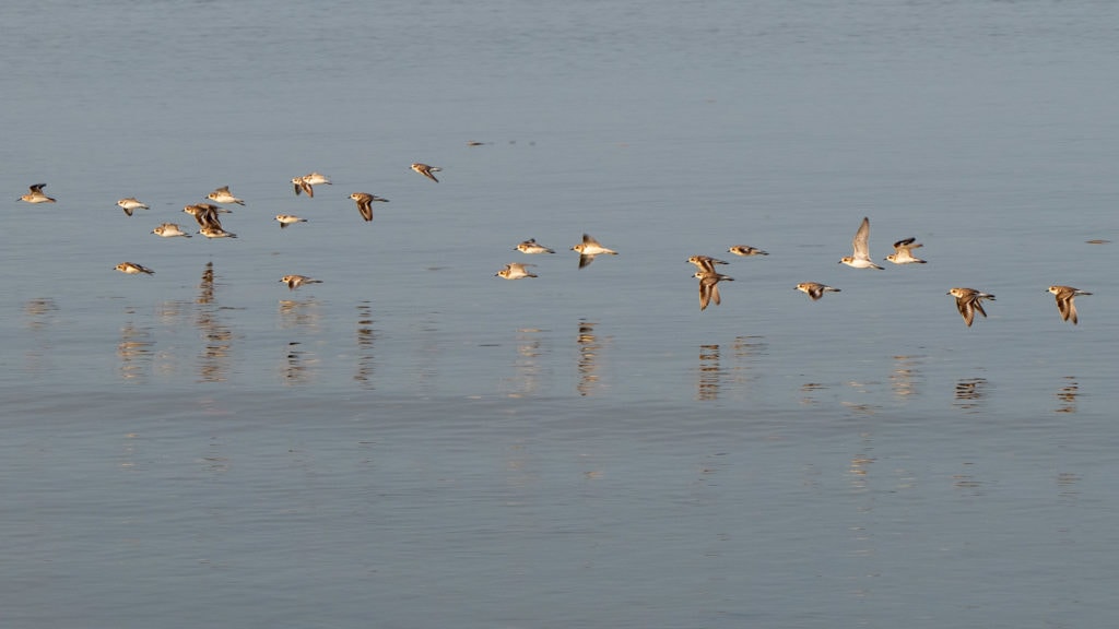 Lesser Sand Plovers and Kentish Plovers