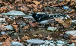 Spotted Forktail