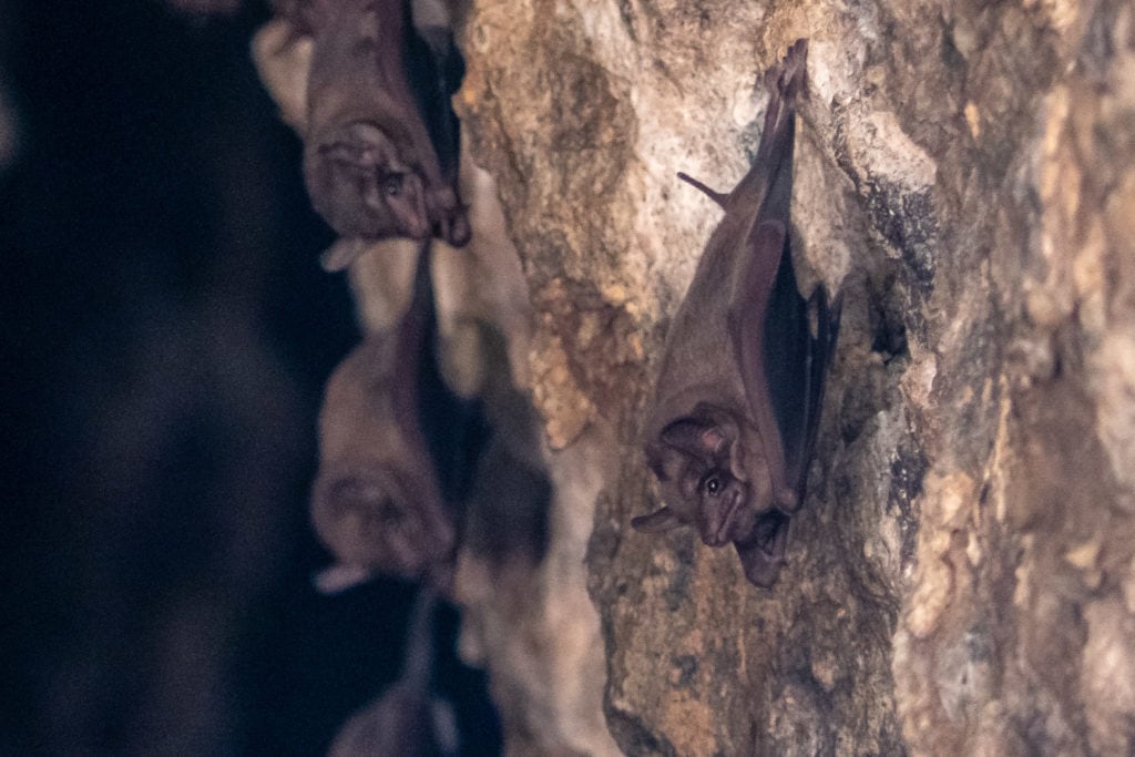 Tomb Bats