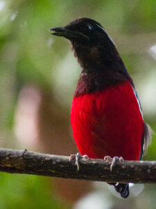 Black-crowned (or Black-and-crimson) Pitta