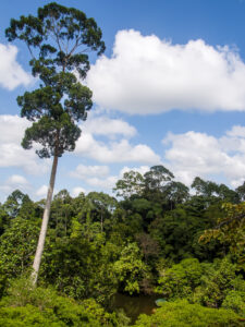 Dipterocarp Rainforest at Sepilok