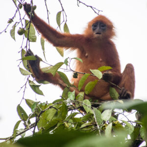 Maroon (or Red) Leaf Monkey